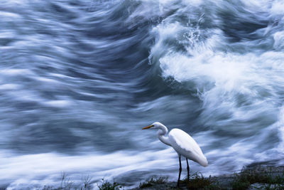 Bird perching against river