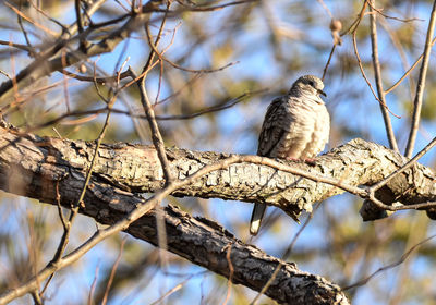Low angle view of inca dove bird perching on tree