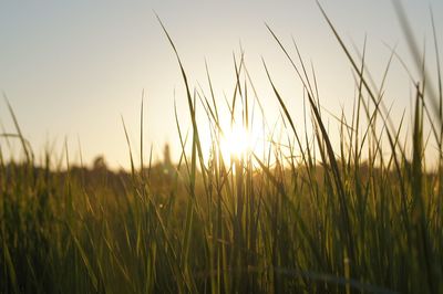 Close-up of stalks in field against sunset sky