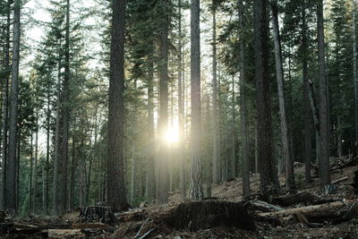 Sunlight streaming through trees in forest