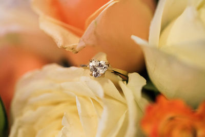Close-up of diamond ring in rose