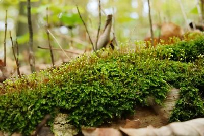 Close-up of plants growing on field