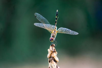 Close-up of dragonfly on plant