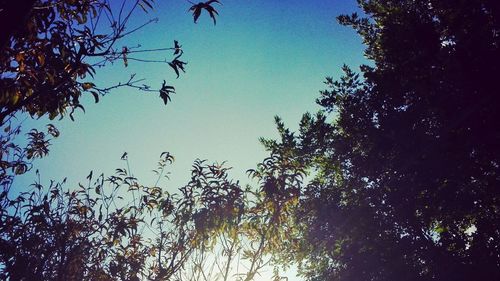 Low angle view of trees against clear blue sky