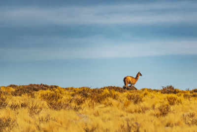 Vicuña standing on field against sky