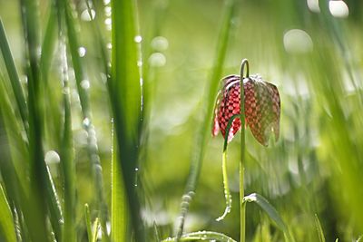 Close-up of butterfly on plant