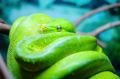 Close-up of green lizard on leaf