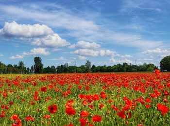Red poppy flowers in field