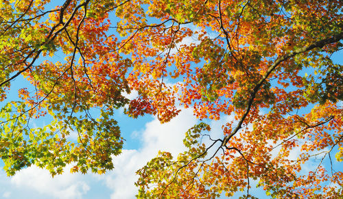 Low angle view of autumnal trees against sky