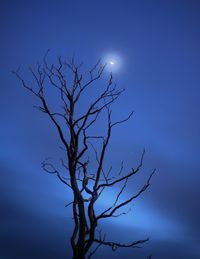 Low angle view of bare tree against blue sky