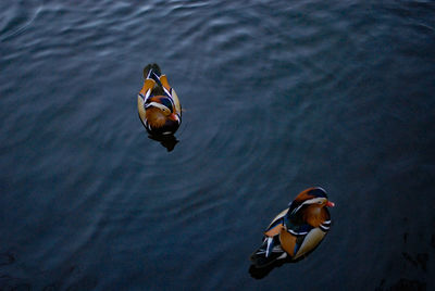 High angle view of turtle swimming in sea