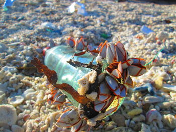 High angle view of crab on beach