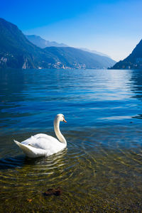 Swan on lake against sky