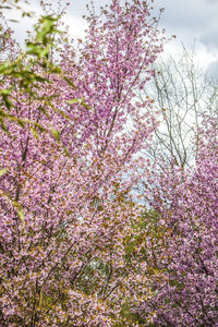 Low angle view of pink flowers