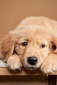 Close-up portrait of dog relaxing at home