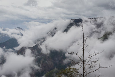 Low angle view of trees against sky