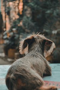 Rear view of dog sitting outdoors