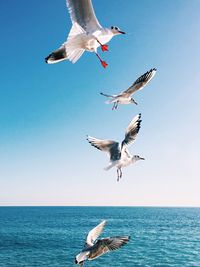 Seagulls flying over sea against sky