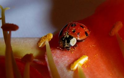 Close-up of ladybug on flower