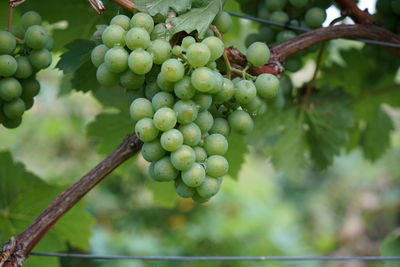 Close-up of berries growing on tree