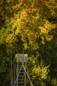 Bridge in forest during autumn