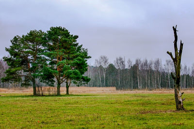 Trees on field against sky