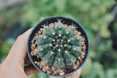 Close-up of human hand on cactus