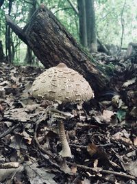 Close-up of mushrooms growing on tree trunk in forest