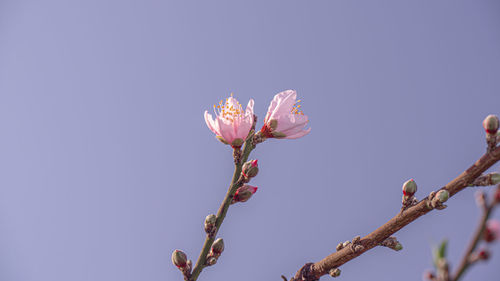 Low angle view of cherry blossom tree against clear sky