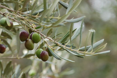 Close-up of berries growing on tree