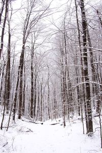 Snow covered trees in forest