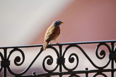 Low angle view of bird perching on metal railing