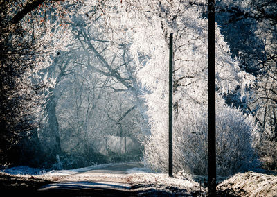 Trees in sunlight