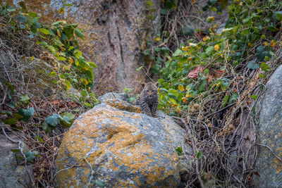 Leopard standing on rock by plants in forest