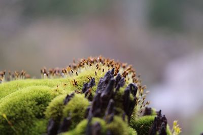 Close-up of caterpillar on a plant