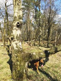 Dog on tree trunk