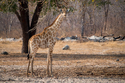 Deer standing on field