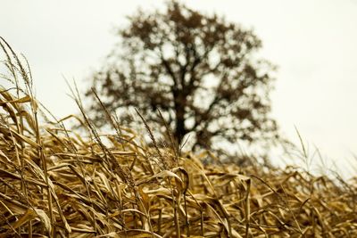 Close-up of wheat field against clear sky