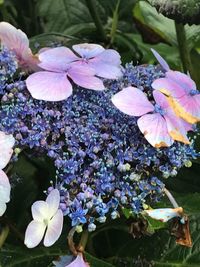 Close-up of flowers blooming outdoors