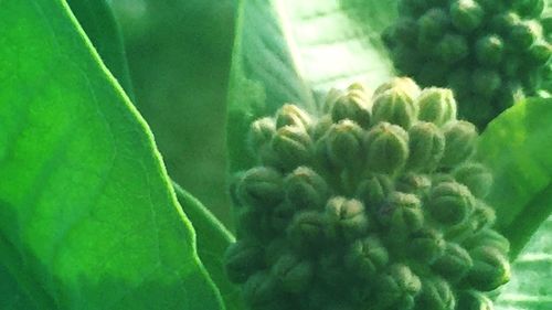 Close-up of plant