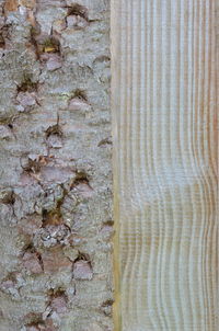 Close-up of lizard on tree trunk