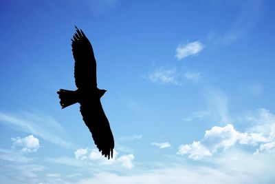 Low angle view of airplane flying in sky