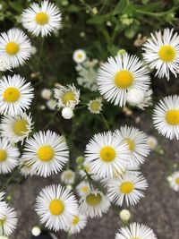 Close-up of white daisy flowers