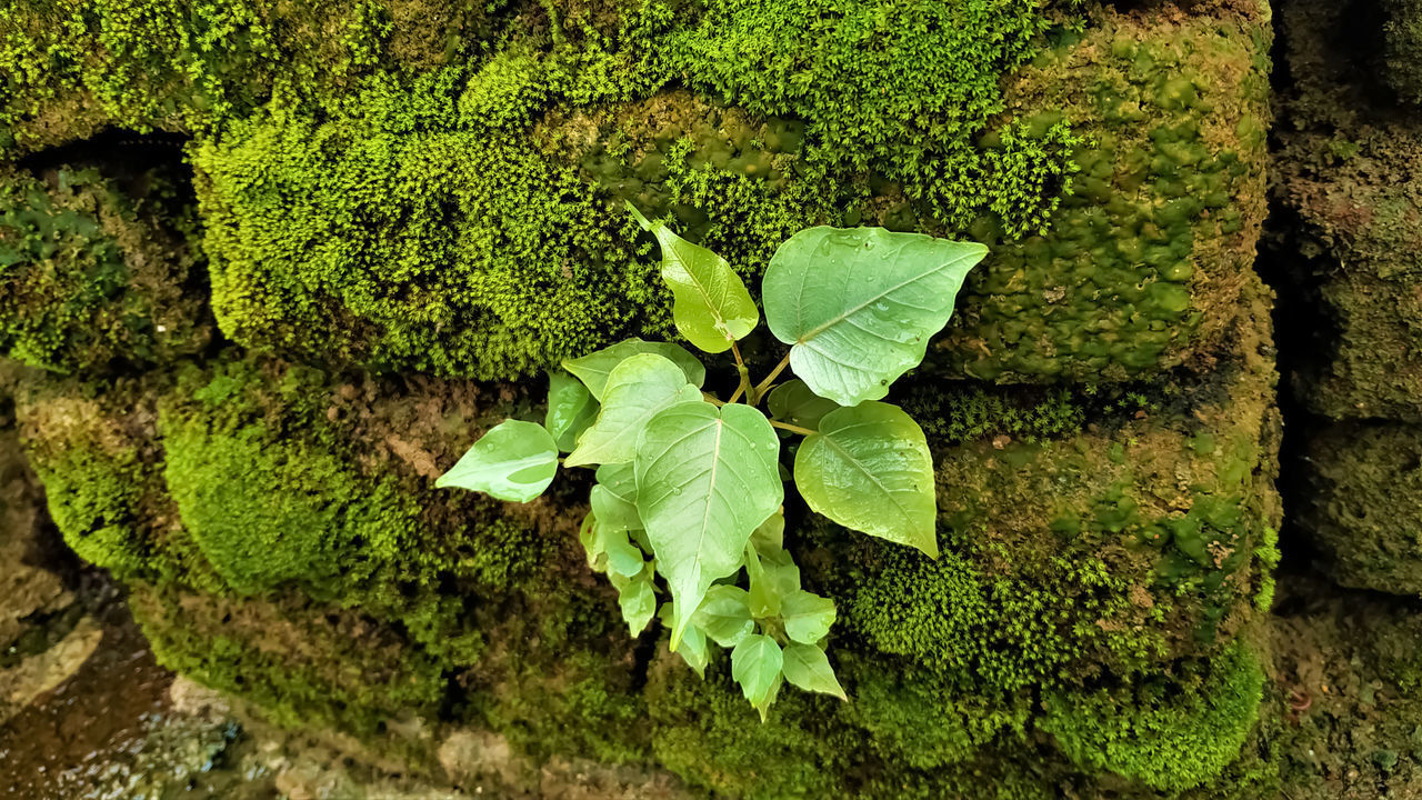 HIGH ANGLE VIEW OF GREEN LEAVES AND MOSS ON LAND