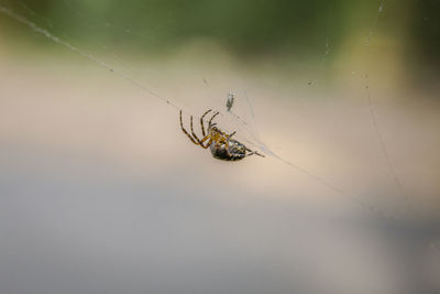 Close-up of spider on web