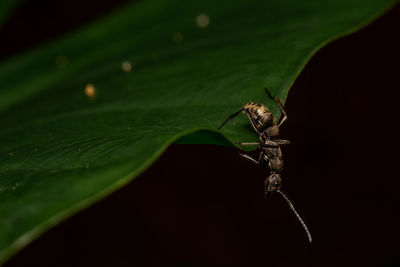 Close-up of insect on leaf