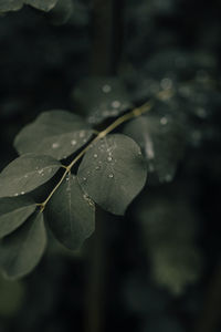 Close-up of raindrops on leaves
