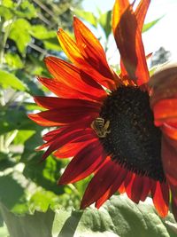 Close-up of red flower