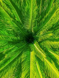 Full frame shot of palm tree leaves