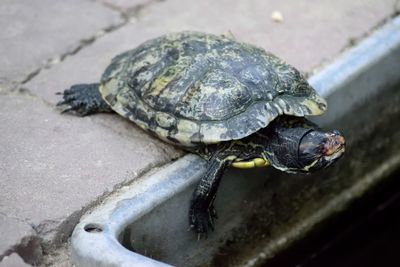 High angle view of turtle